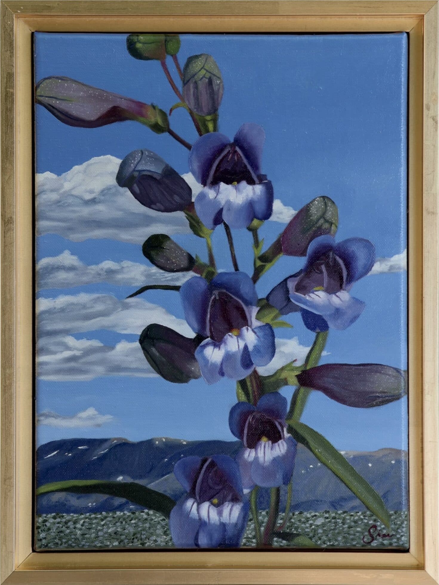 Royal Beardtongue a Painting by Shae Zoe Reardon, presented by Western Gallery