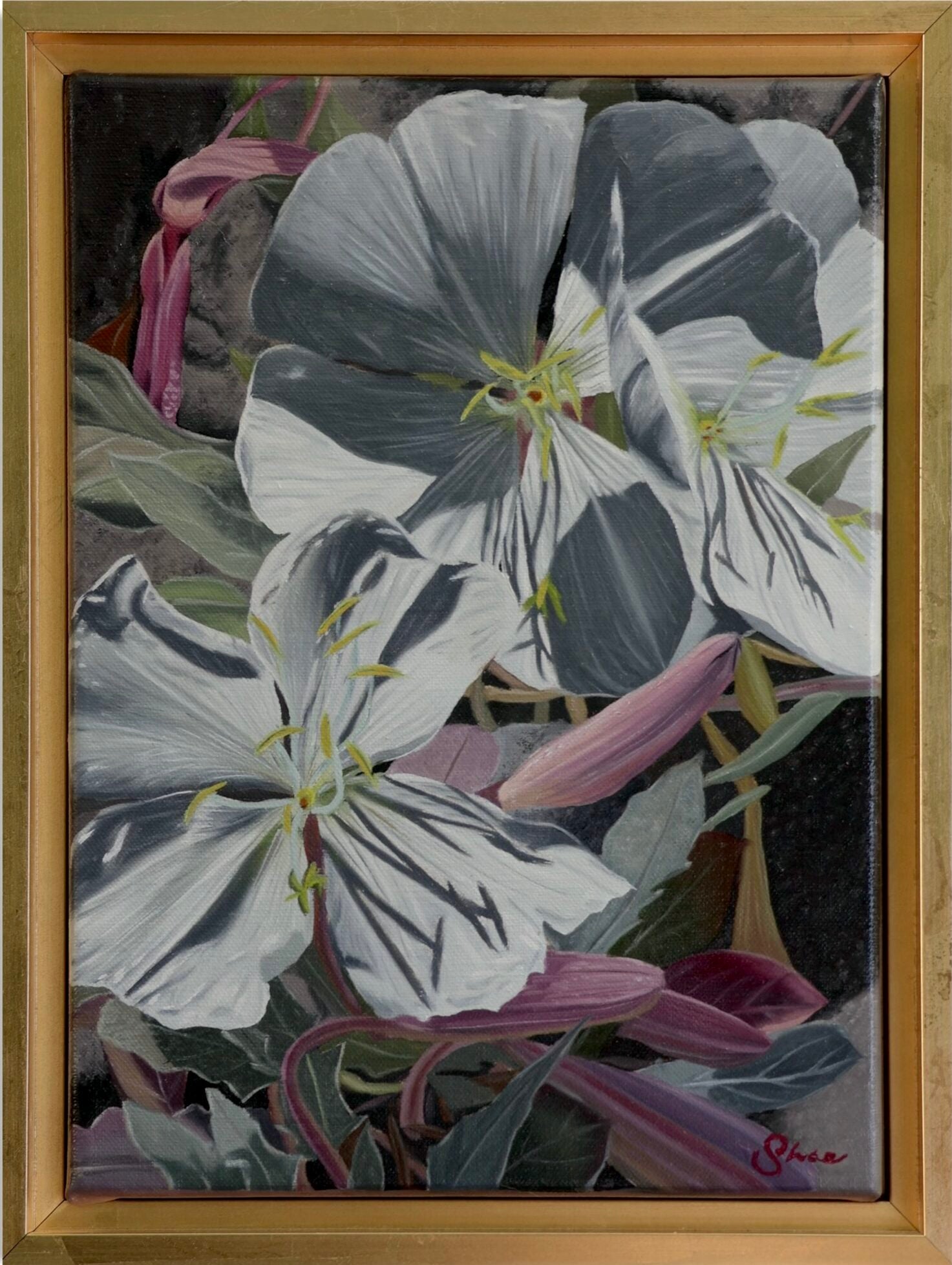 Fragrant Evening Primrose a Painting by Shae Zoe Reardon, presented by Western Gallery