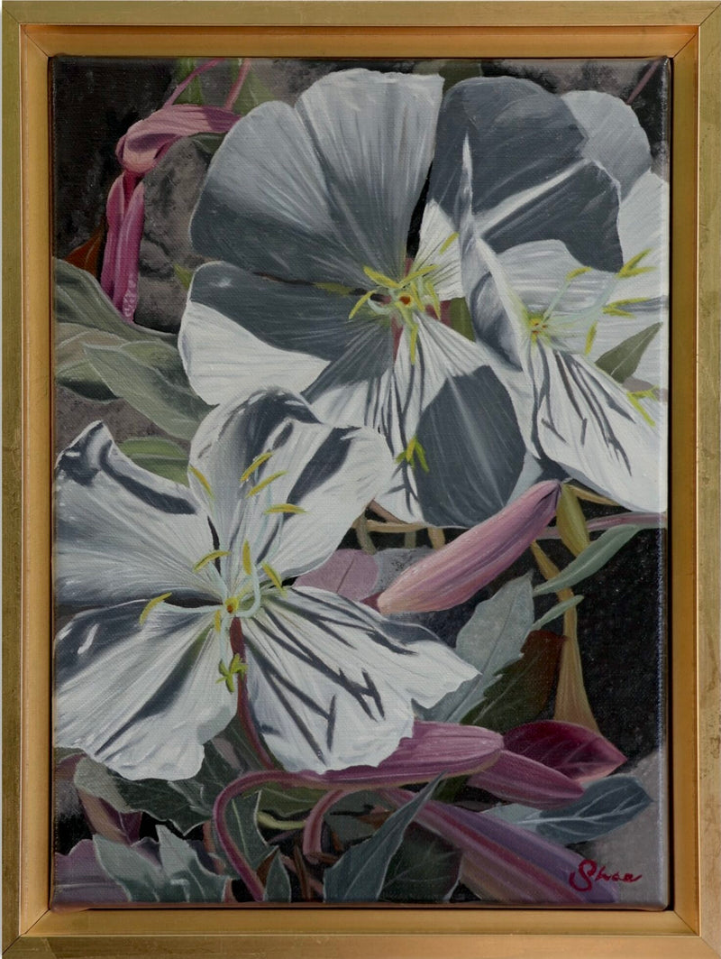 Fragrant Evening Primrose a Painting by Shae Zoe Reardon, presented by Western Gallery