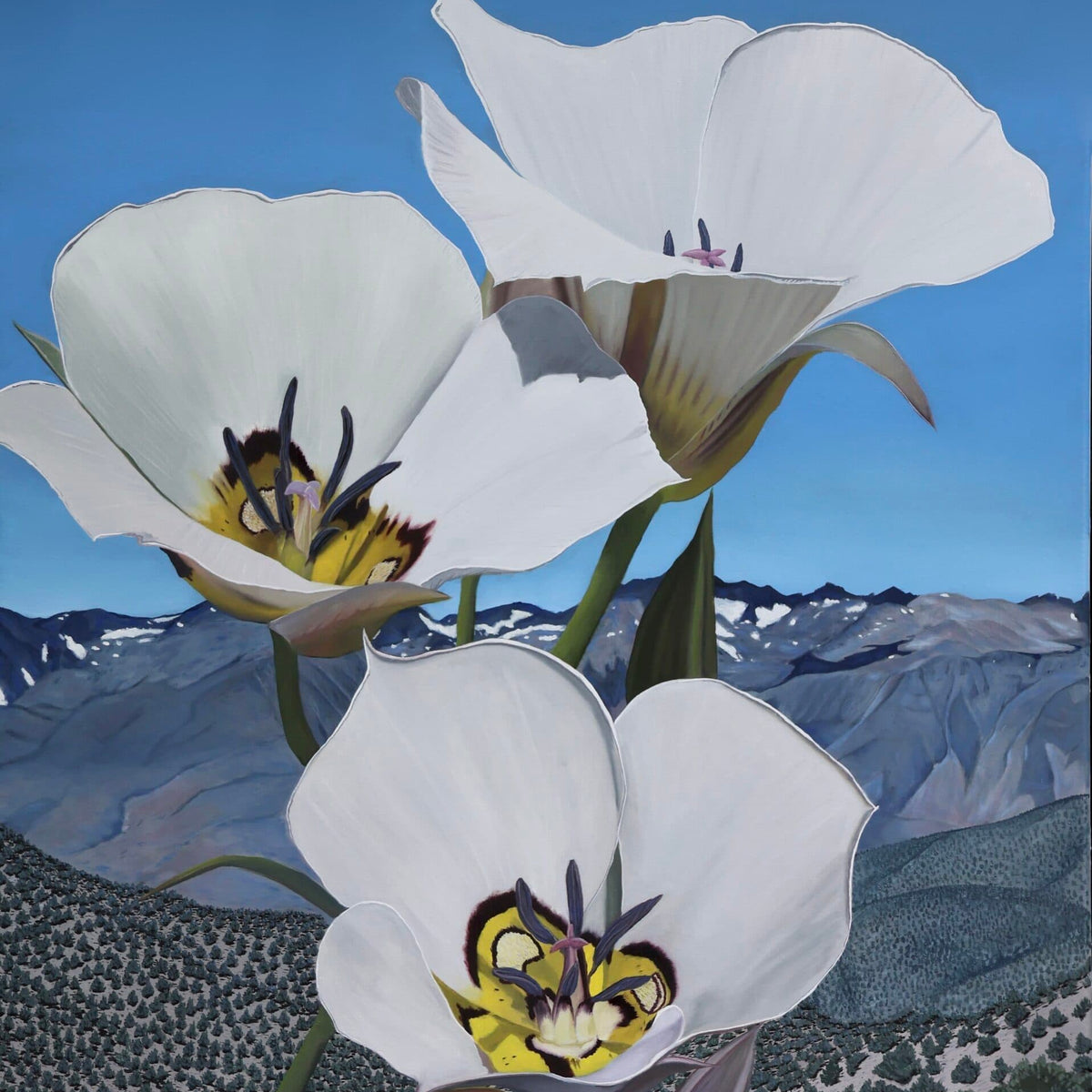 white mariposa lily Western Gallery presents White Mountain's Mariposa Lily by fine artistShae  Zoe Reardon