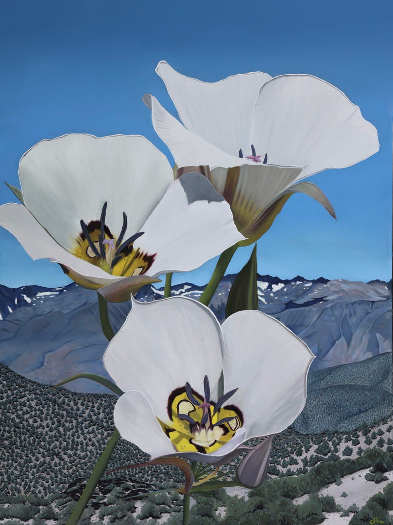 white mountain lily Western Gallery presents White Mountain's Mariposa Lily by fine artistShae Zoe Reardon